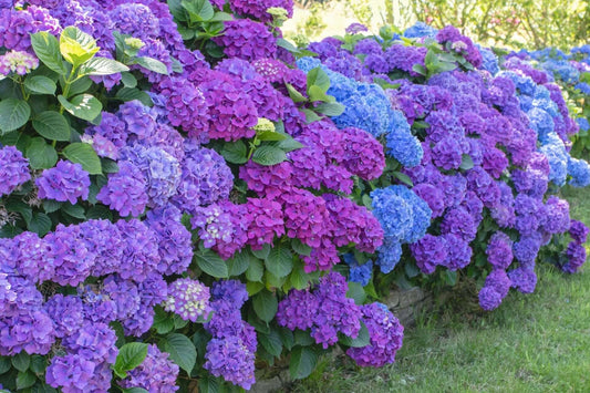 Vibrant hydrangea bush with deep purple and blue flower clusters