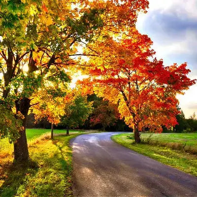 Winding road through showy maples fiery red and golden autumn leaves