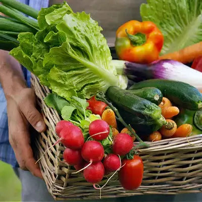 Wicker basket of fresh garden veggies: lettuce, radishes, carrots, bell pepper