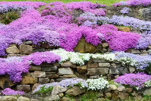 Purple and white phlox cascading over rustic stone wall at TN Nursery