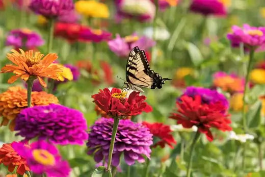 Black and yellow swallowtail butterfly on red zinnia in pollinator garden