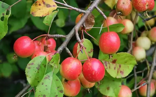 Prairie fire red crabapple clusters of ripe red apples on branch