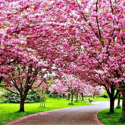 Pink cherry blossom tunnel in TN Nursery flowering trees canopy