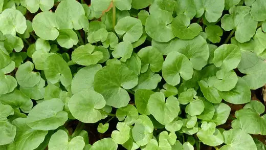 Vibrant green heart-shaped leaves of European wild ginger, TN facts