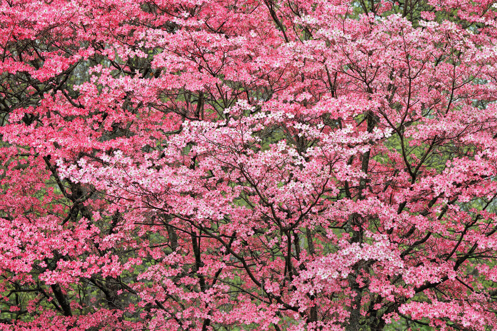 Red dogwood tree with dense pink and white blossom canopy