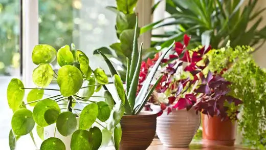 Indoor garden plants with round green leaves, spiky succulents, red-purple foliage on wood