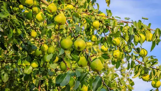 Pear tree branch laden with green pears in lush foliage