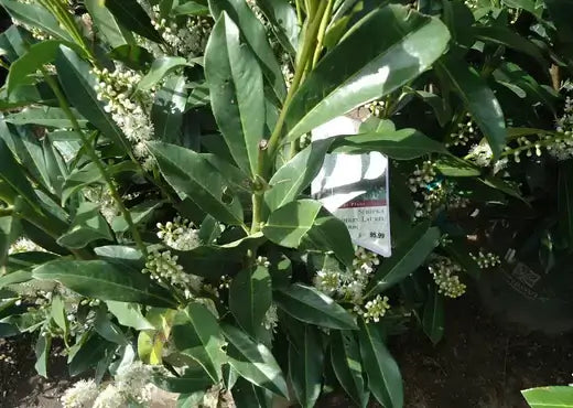 Cherry laurel shrub with glossy leaves and white flower clusters