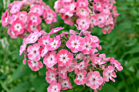 Vibrant pink annual phlox flowers with white centers and ruffled petals
