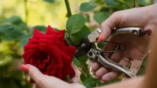 Vibrant red rose held by hands with pink nails in trimming technique
