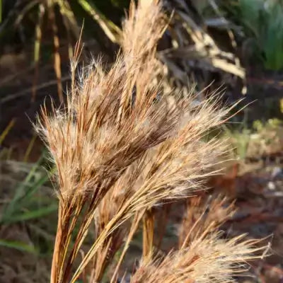 Golden-brown Broom Sedge plumes swaying in sunlight