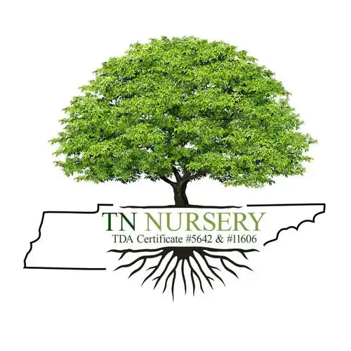 Lush green tree with detailed foliage and roots in Tennessee outline for Tn Nursery
