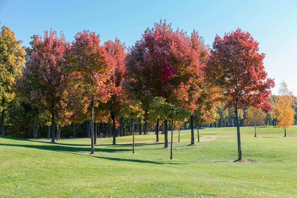 Red maples with vibrant crimson autumn leaves on lush green golf course