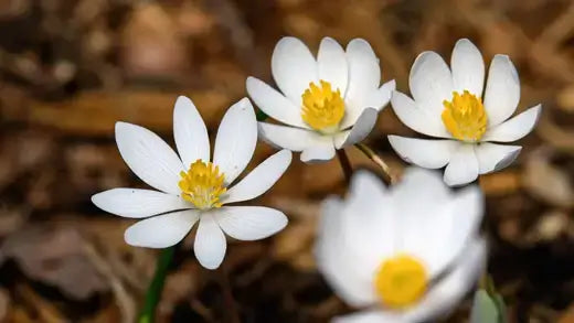 White flowers with yellow centers, easy garden plant for beginners