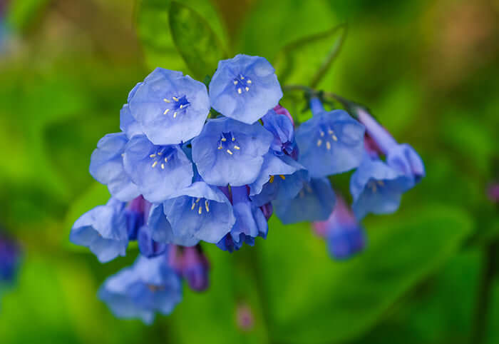 Delicate light blue bell-shaped native flowers for shade gardens