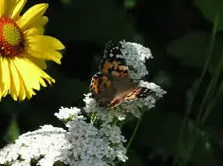 10 Easy ways in Growing Native Plants - TN Nursery