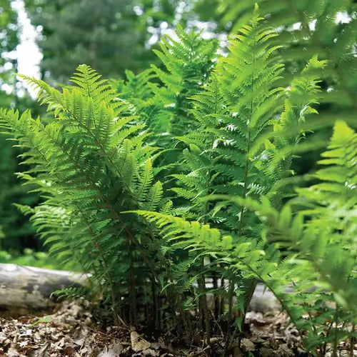 10 Ferns Perfect For Sunny Areas - TN Nursery