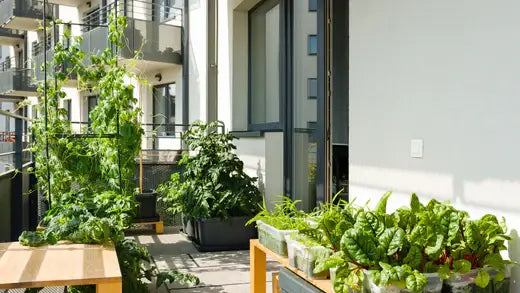 10 Guides on how to start Balcony Gardening - TN Nursery