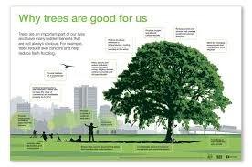 Vibrant green tree with leafy canopy in park, 10 health benefits of trees