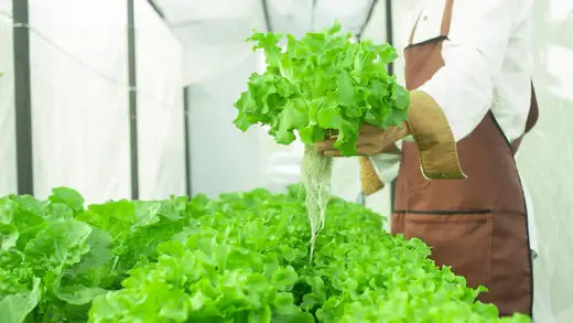 10 ways to start a Hydroponic Gardening - TN Nursery