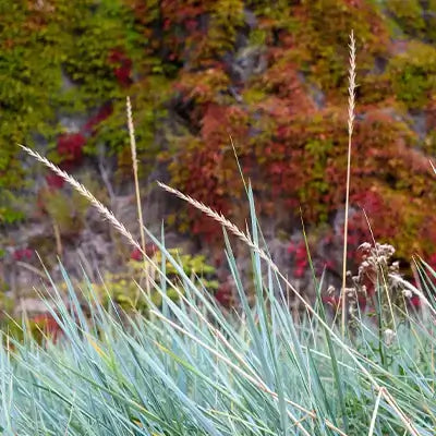 Silvery-blue feathery grass with autumn foliage near landscaping boulders