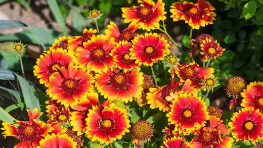 Vibrant red and yellow blanket flowers blooming for 5 reasons to grow