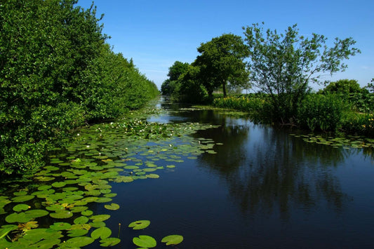 Serene canal in thriving ecosystem with green trees and lily pads