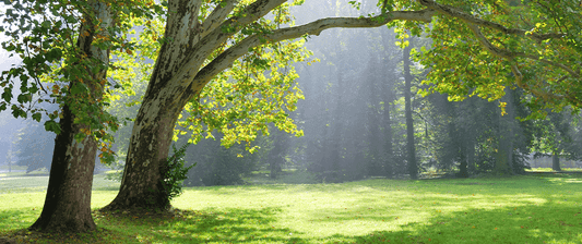 Majestic leafy shade tree with thick trunk in sunlit grassy field