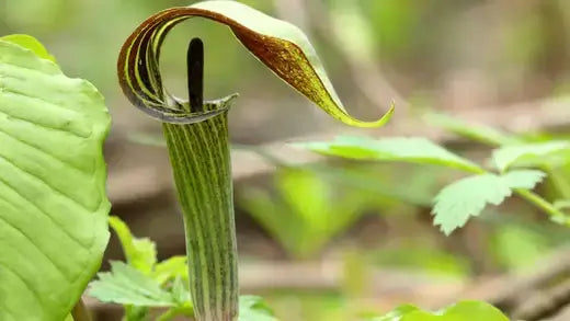 Jack in the pulpit: green striped arum lily with dark spadix and mottled spathe