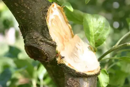 Freshly cut tree branch with rough dark bark and pale fibrous wood