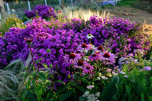 Vibrant purple coneflowers and white daisies blooming in fall garden bed