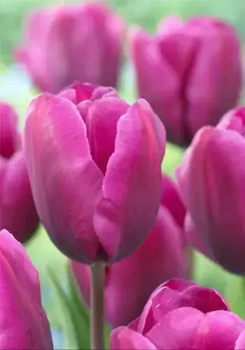Vibrant magenta tulips with glossy petals and green stems in perennials garden