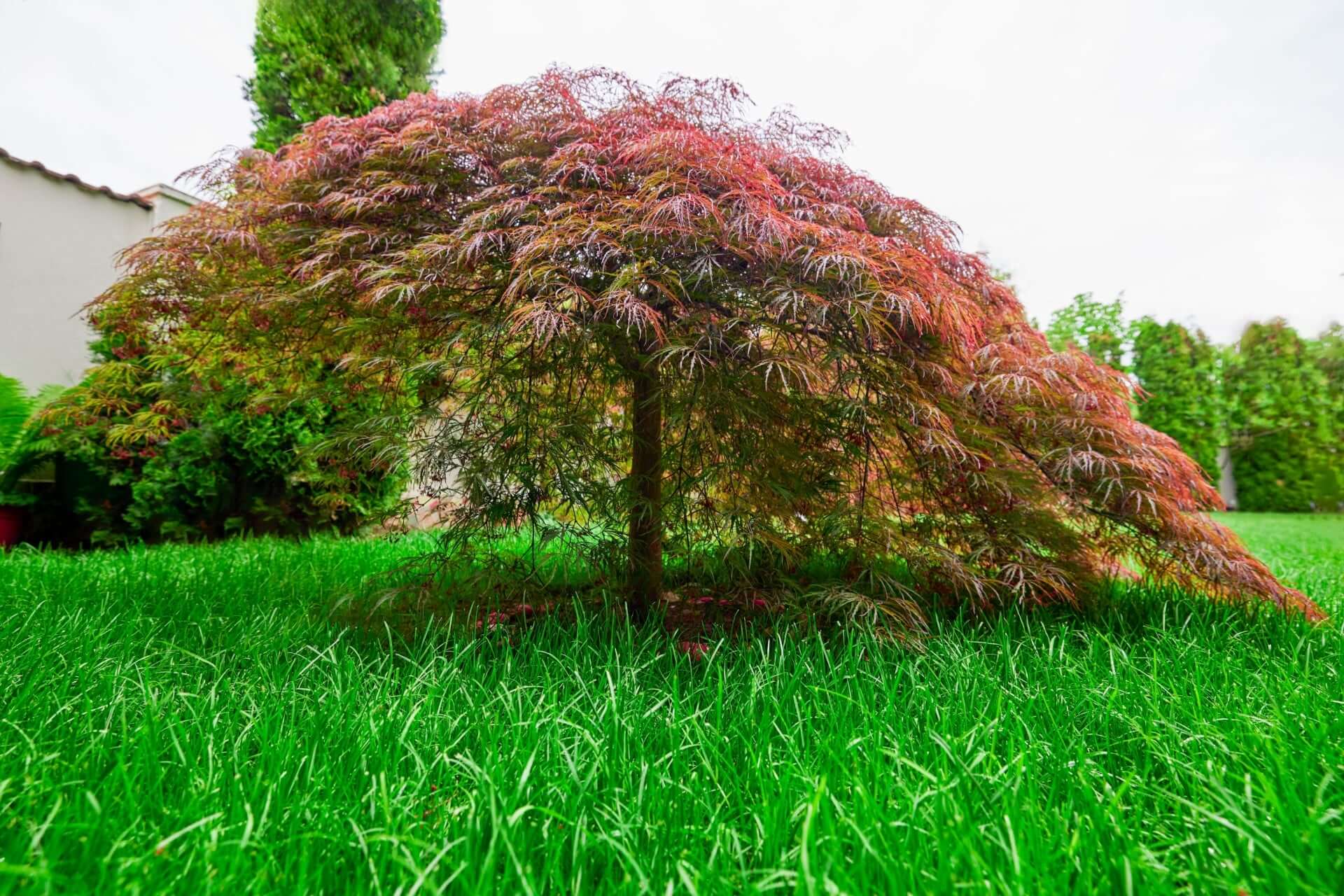 Majestic Japanese maple tree with vibrant red feathery leaves on lawn