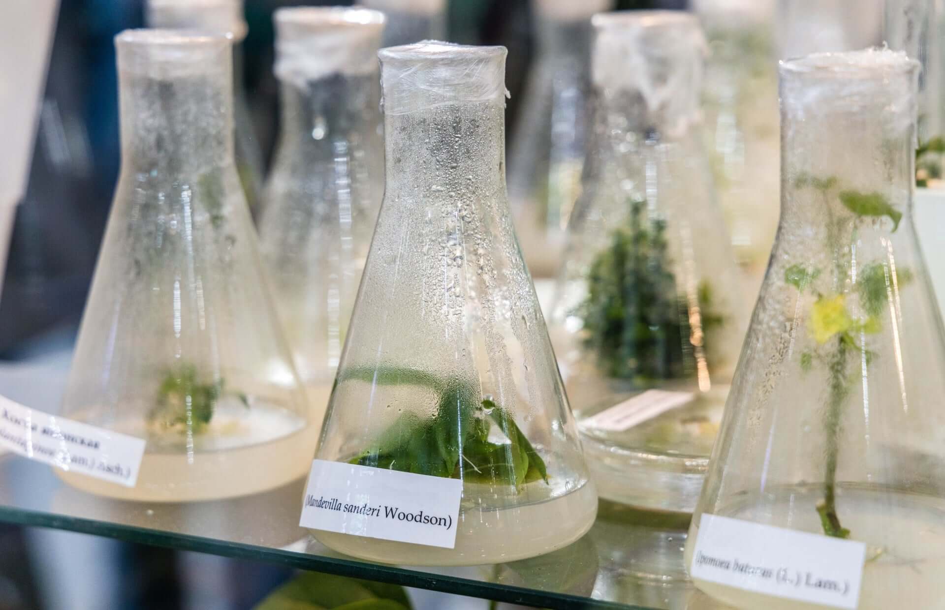 Clonal propagation: green plant specimens in labeled Erlenmeyer flasks