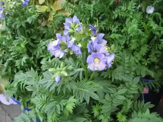 Delicate light purple Jacobs Ladder flowers with yellow centers amid green foliage