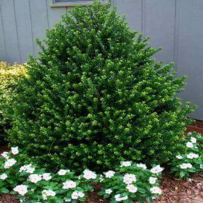 Dense dark green evergreen shrub with rounded shape and needle-like leaves