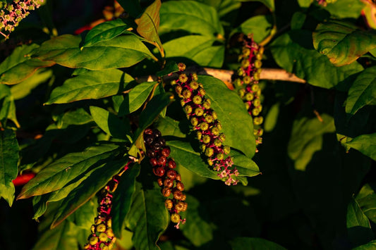 Pokeberry plant clusters of ripe and unripe berries in green to burgundy hues