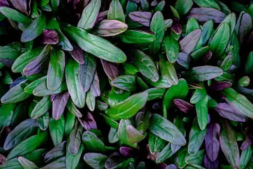 Vibrant green and purple herbaceous perennial groundcover leaves