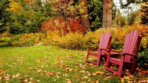 Two red Adirondack chairs on autumn grass with fallen leaves