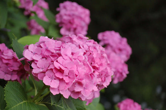 Pink hydrangea blossoms with layered petals and lush green leaves in conservation fascines