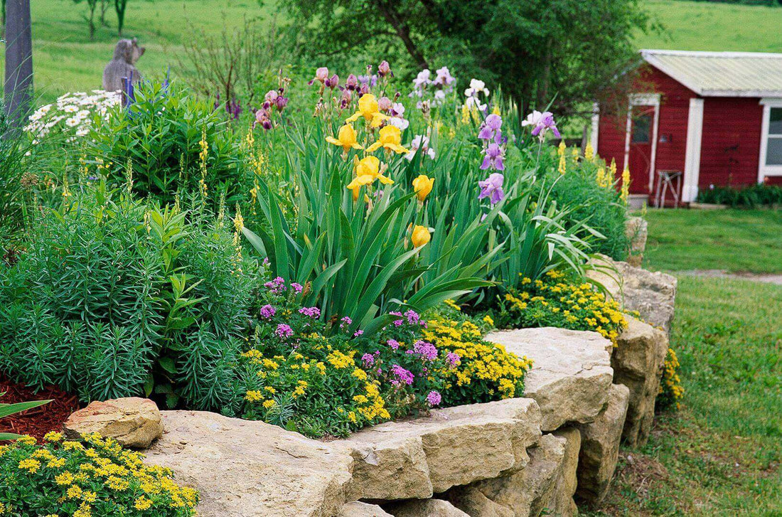 Vibrant yellow, purple, white irises in garden bed by stone wall for perennials