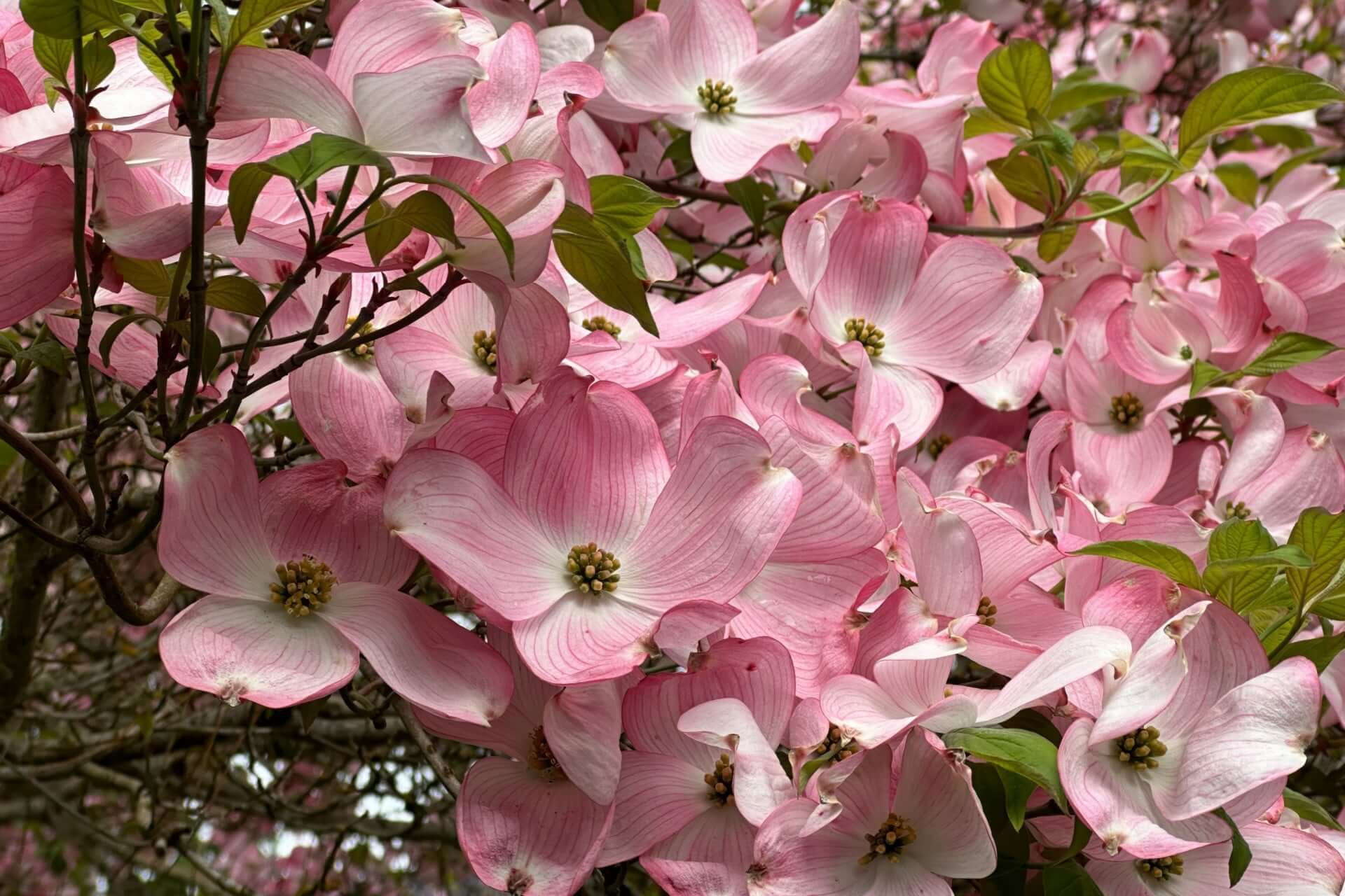 Pink Princess Dogwood blossoms with four pink petals and yellow centers