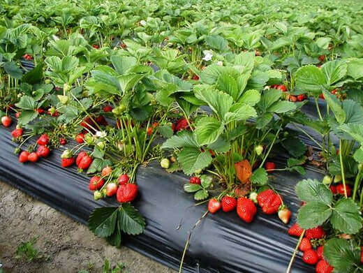 Vibrant red strawberries in lush green leaves on black plastic mulch field