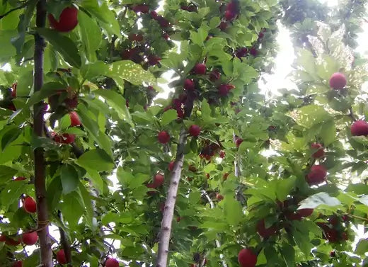 Fruit tree laden with bright red round fruits among lush green leaves