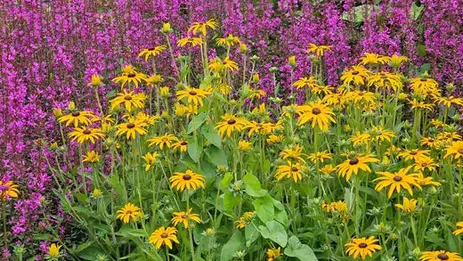 TN Nursery yellow daisies amid purple flowers donated free