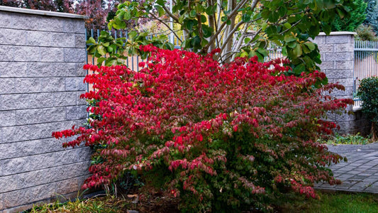 Vibrant burning bush shrub with red leaves against gray stone wall