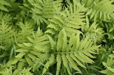 Vibrant green native fern fronds with serrated edges and layered texture