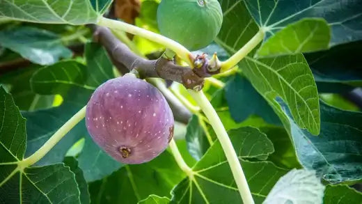 Ripe purple fig on branch with green leaves and unripe fig