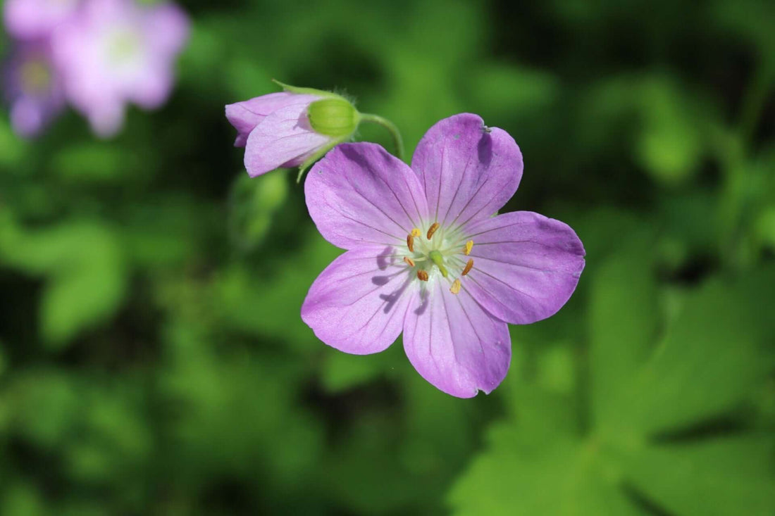 Wild geranium purple flower with five soft petals and yellow center