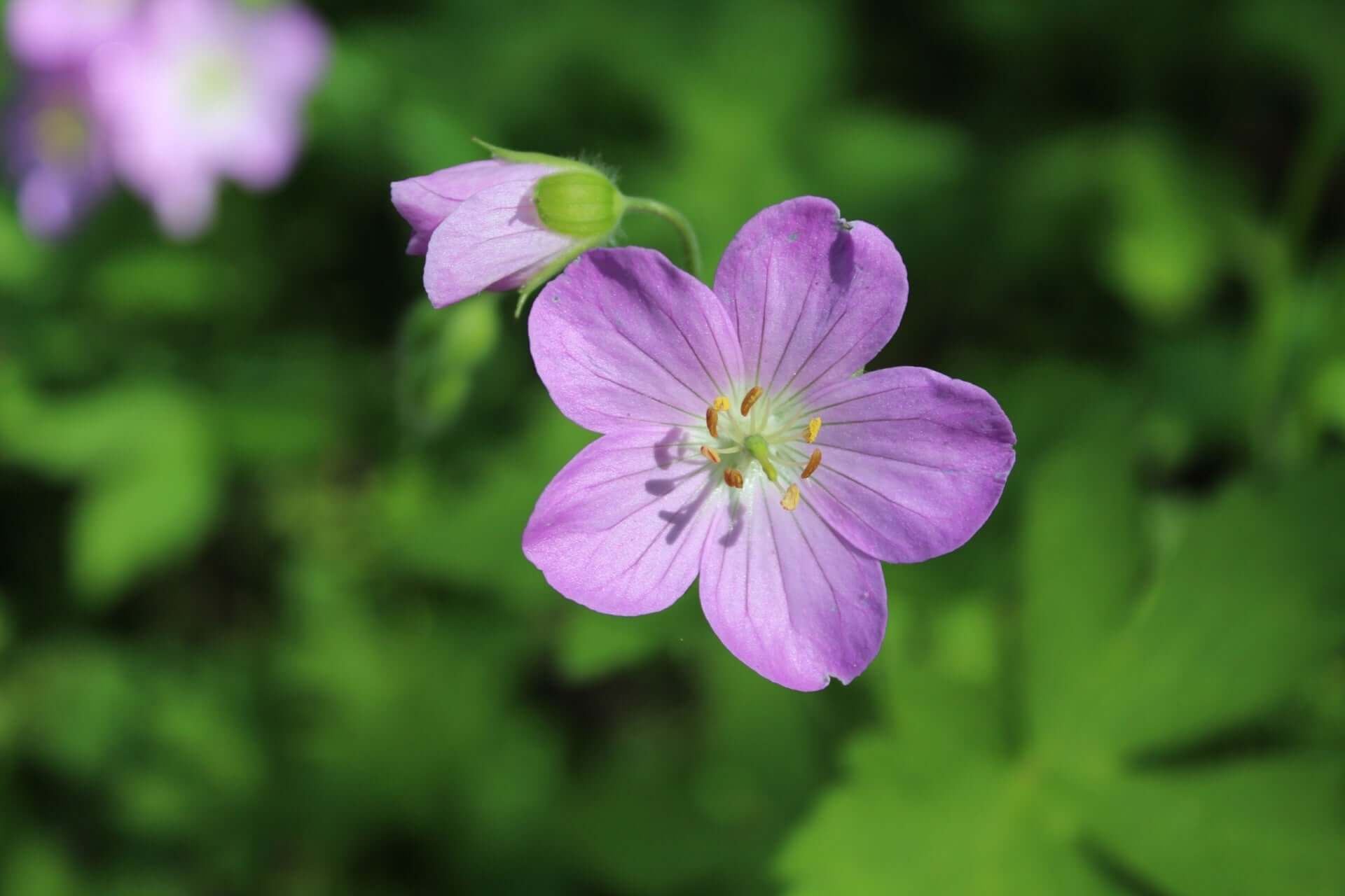 Wild geranium purple flower with five soft petals and yellow center